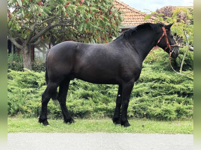 Friesian horses Mix Gelding 6 years 15,1 hh in B&#xE9;k&#xE9;s