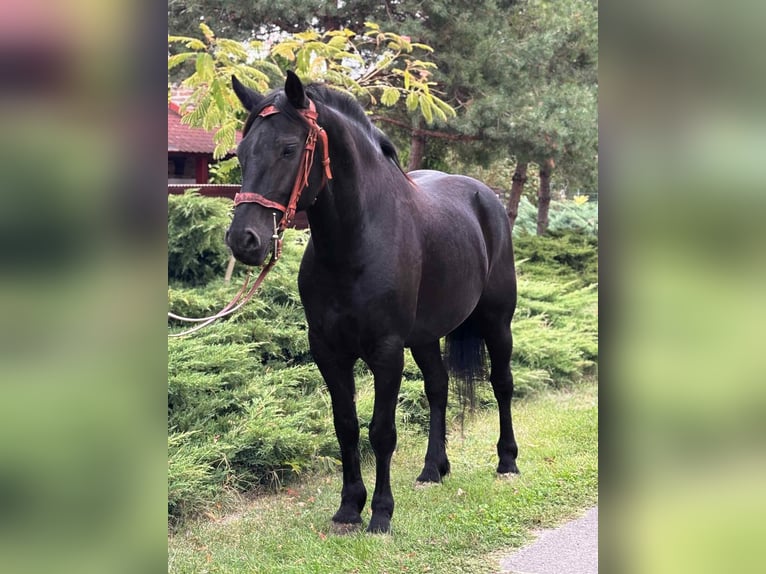 Friesian horses Mix Gelding 6 years 15,1 hh in B&#xE9;k&#xE9;s