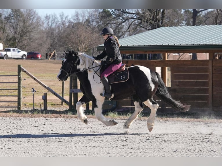 Friesian horses Mix Gelding 6 years 15,2 hh Pinto in Clover