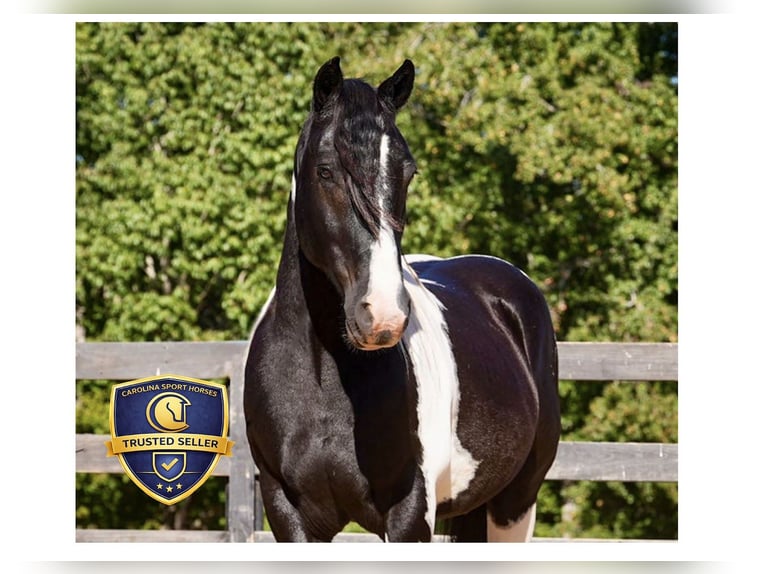 Friesian horses Mix Gelding 6 years 15,2 hh Pinto in Clover