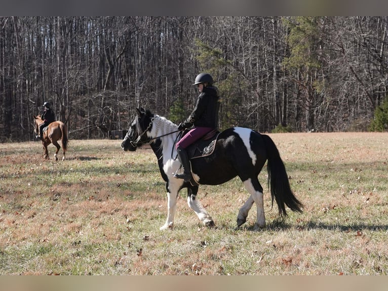 Friesian horses Mix Gelding 6 years 15,2 hh Pinto in Clover