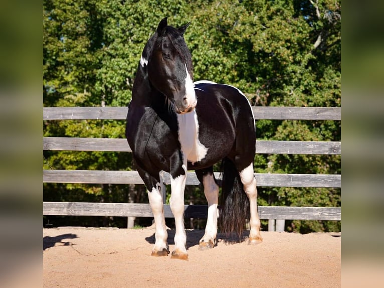 Friesian horses Mix Gelding 6 years 15,2 hh Pinto in Clover