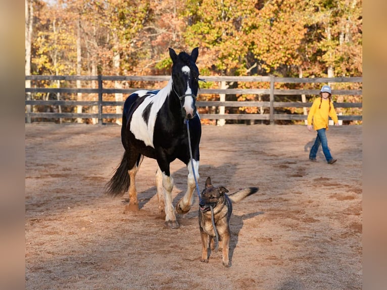 Friesian horses Mix Gelding 6 years 15,2 hh Pinto in Clover
