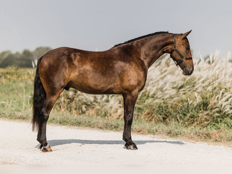 Friesian horses Mix Gelding 6 years 15,3 hh Bay in Ames