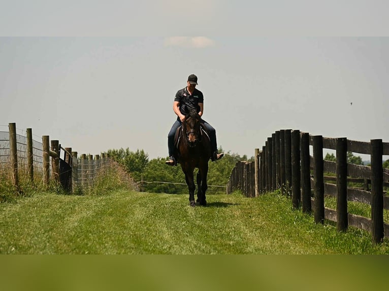 Friesian horses Gelding 6 years 15,3 hh Bay in Wooster Oh