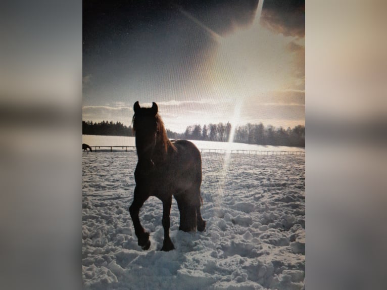 Friesian horses Mix Gelding 6 years 15,3 hh Black in Derental Friesian horses Mix Gelding 6 years 15,3 hh Black in Derental