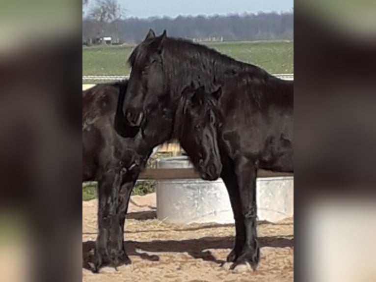 Friesian horses Mix Gelding 6 years 15,3 hh Black in Derental Friesian horses Mix Gelding 6 years 15,3 hh Black in Derental