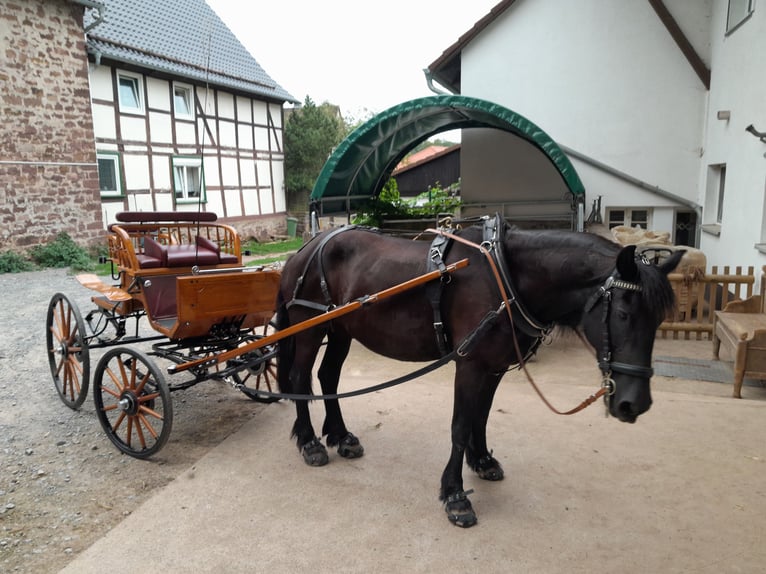 Friesian horses Mix Gelding 6 years 15,3 hh Black in Derental Friesian horses Mix Gelding 6 years 15,3 hh Black in Derental