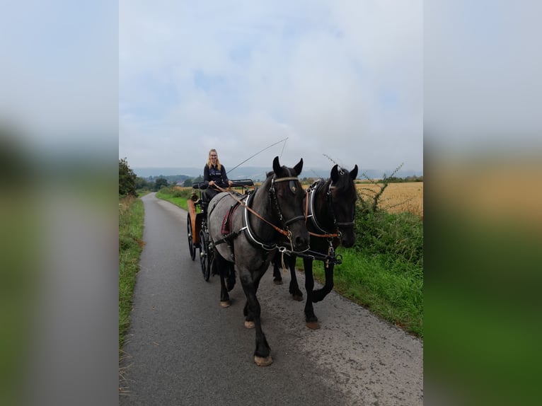Friesian horses Mix Gelding 6 years 15,3 hh Black in Derental Friesian horses Mix Gelding 6 years 15,3 hh Black in Derental