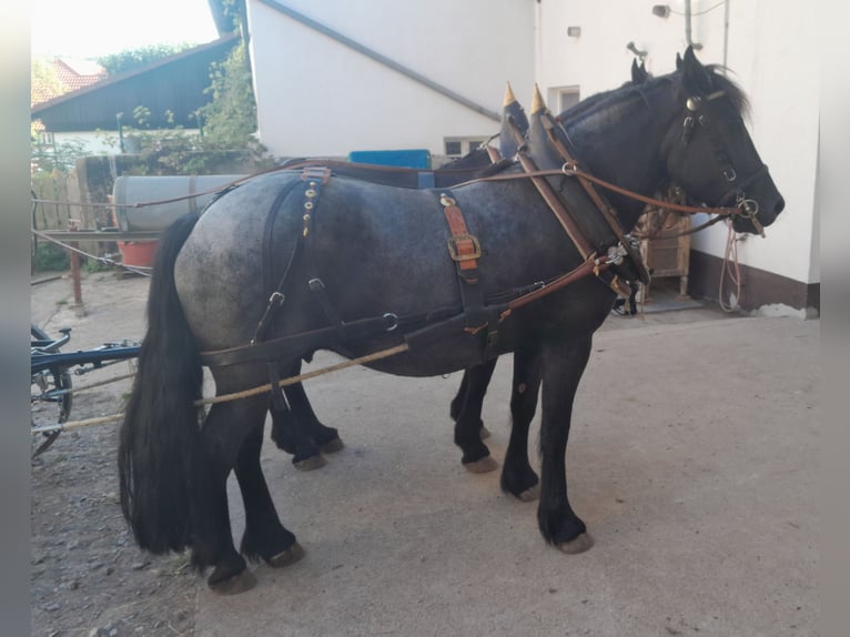 Friesian horses Mix Gelding 6 years 15,3 hh Black in Derental Friesian horses Mix Gelding 6 years 15,3 hh Black in Derental