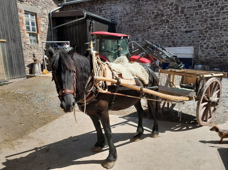Friesian horses Mix Gelding 6 years 15,3 hh Black in Derental Friesian horses Mix Gelding 6 years 15,3 hh Black in Derental