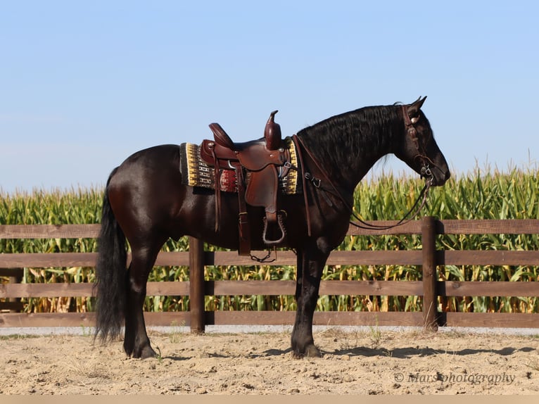 Friesian horses Gelding 6 years 15,3 hh Black in Sugarcreek
