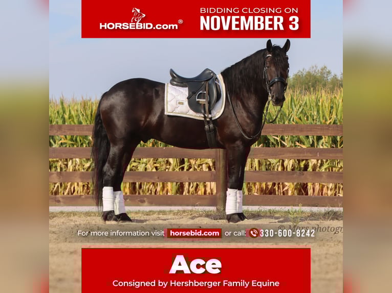 Friesian horses Gelding 6 years 15,3 hh Black in Sugarcreek Friesian horses Gelding 6 years 15,3 hh Black in Sugarcreek