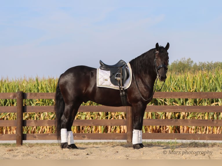 Friesian horses Gelding 6 years 15,3 hh Black in Sugarcreek Friesian horses Gelding 6 years 15,3 hh Black in Sugarcreek