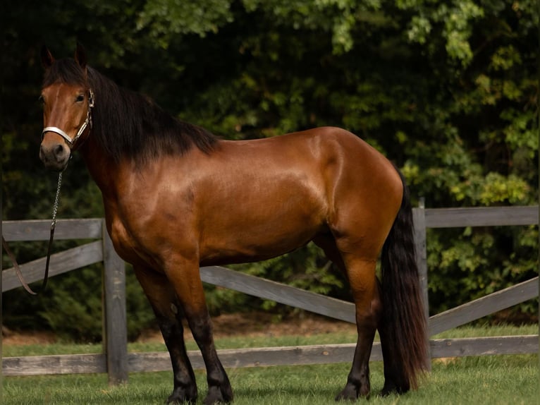 Friesian horses Gelding 6 years 16,1 hh Bay in Bovina MS