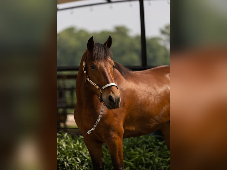 Friesian horses Gelding 6 years 16,1 hh Bay in Bovina MS