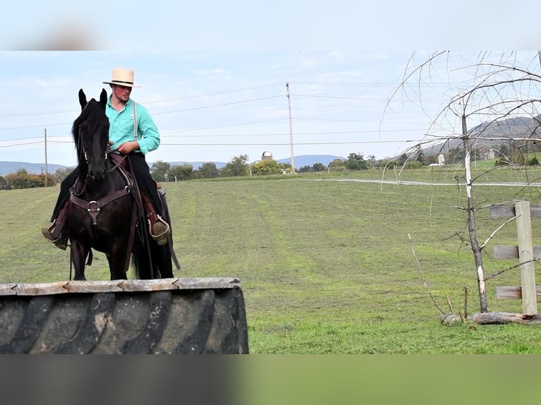 Friesian horses Gelding 6 years 16,1 hh Black in Rebersburg, PA
