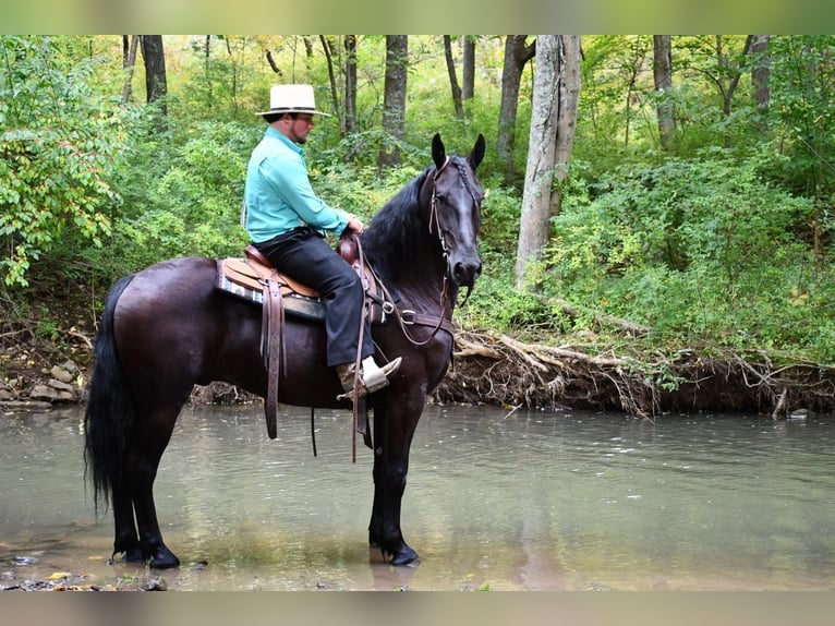 Friesian horses Gelding 6 years 16,1 hh Black in Rebersburg, PA