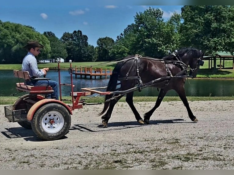 Friesian horses Gelding 6 years 16,1 hh Black in Robards, KY