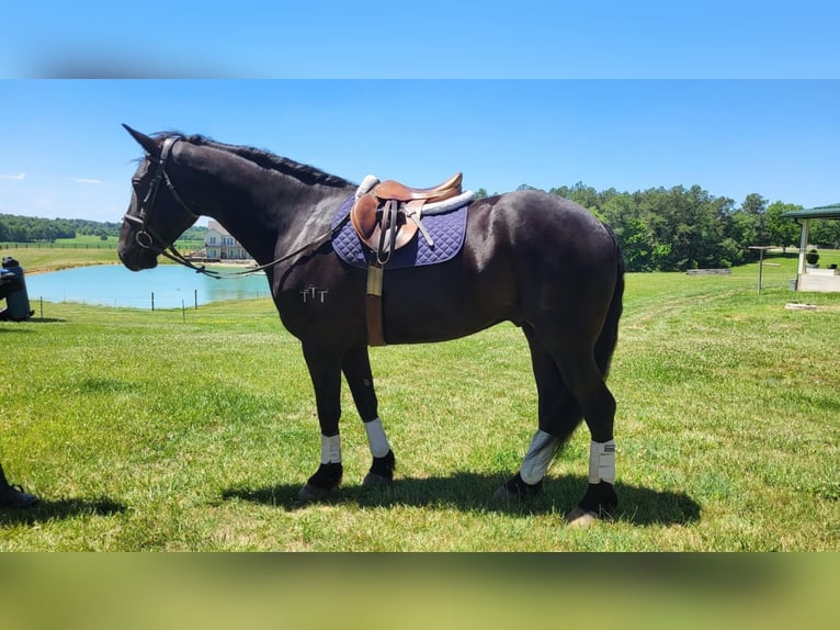 Friesian horses Gelding 6 years 16,1 hh Black in Robards, KY