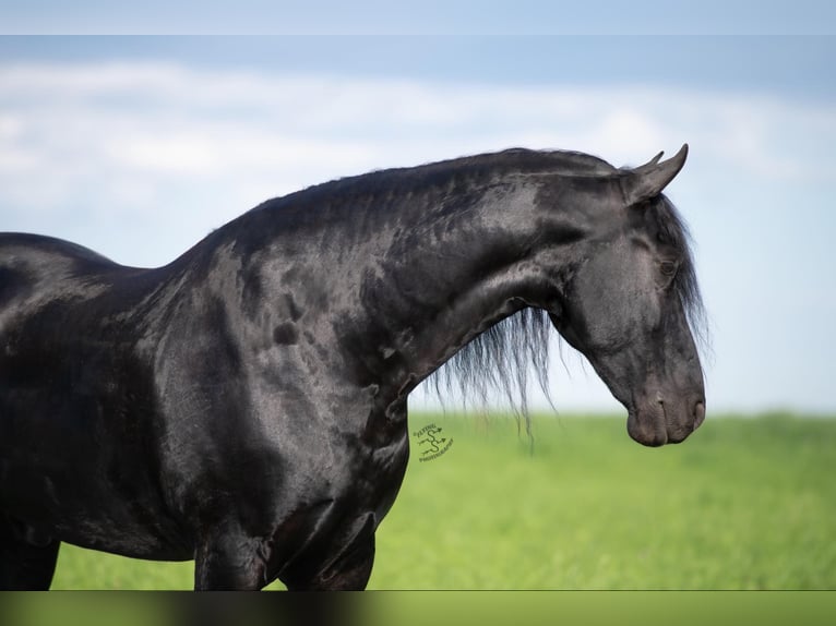 Friesian horses Gelding 6 years 16,1 hh Black in FAIRBANK, IA