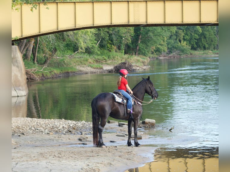 Friesian horses Gelding 6 years 16.1 hh Black in Lisbon