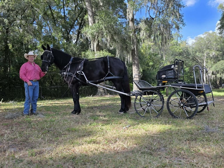 Friesian horses Gelding 6 years 16.1 hh Black in Lisbon