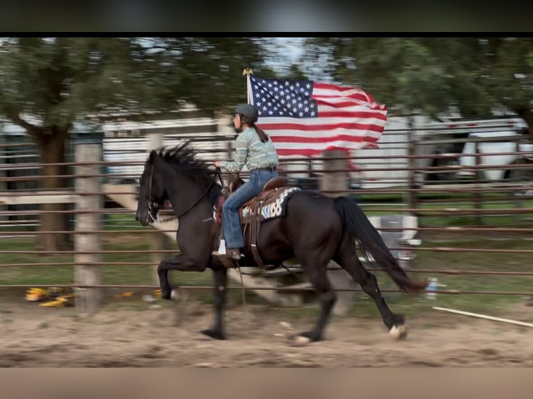 Friesian horses Gelding 6 years 16.1 hh Black in Lisbon