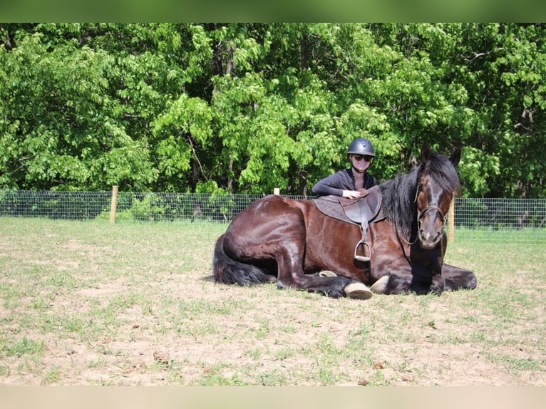 Friesian horses Gelding 6 years 16,1 hh Black in Howell, MI