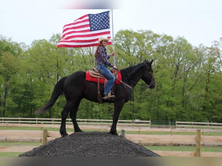 Friesian horses Gelding 6 years 16,1 hh Black in Howell, MI