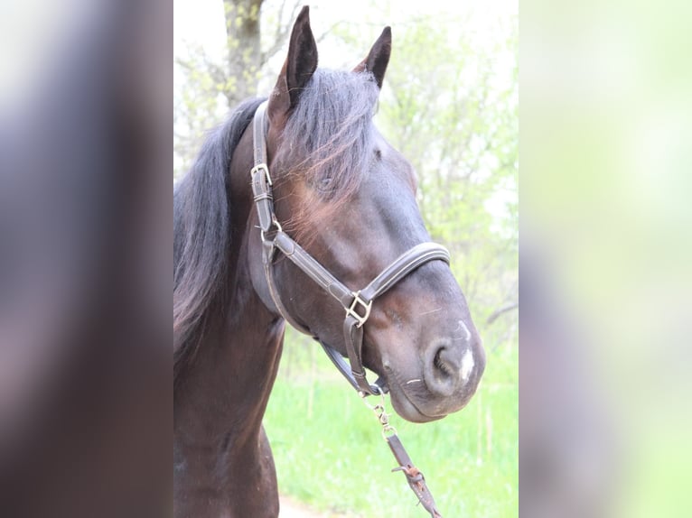 Friesian horses Gelding 6 years 16,1 hh Black in Howell, MI