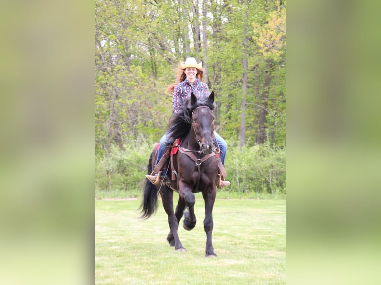 Friesian horses Gelding 6 years 16,1 hh Black in Howell, MI