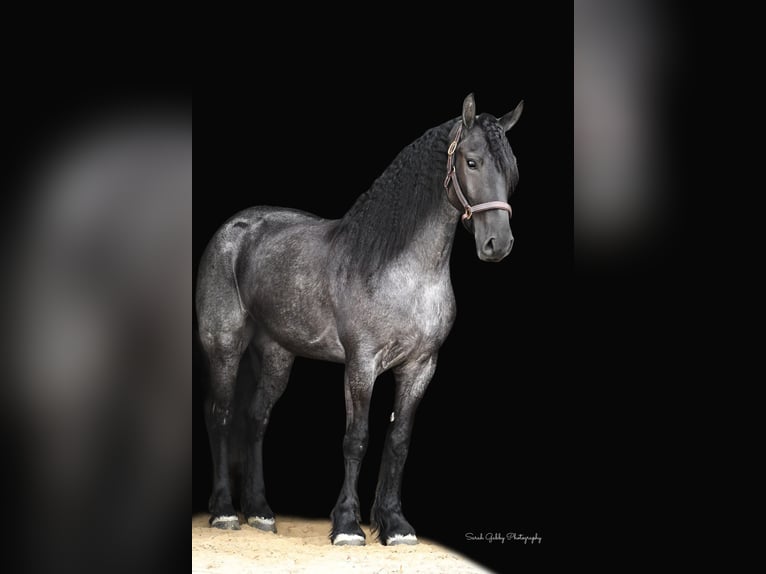 Friesian horses Gelding 6 years 16,1 hh Roan-Blue in Oelwein IA