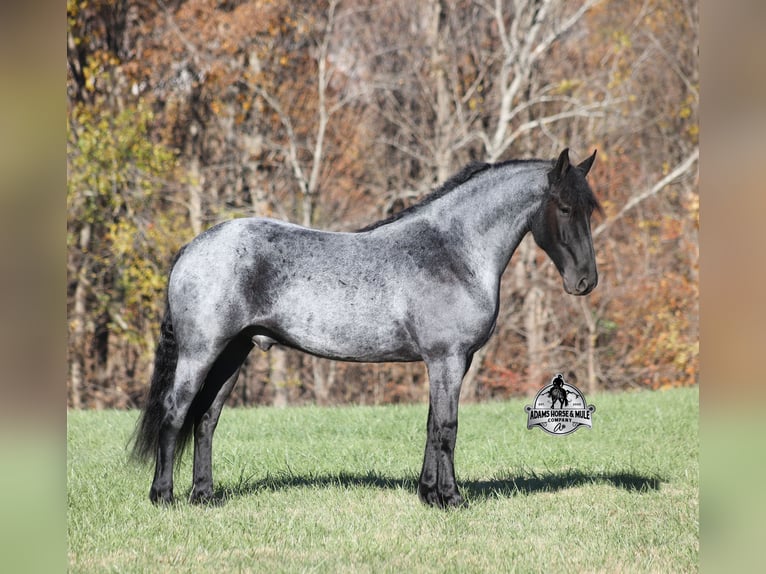 Friesian horses Mix Gelding 6 years 16.1 hh Roan-Blue in Mount Vernon