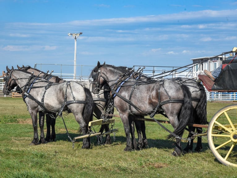 Friesian horses Mix Gelding 6 years 16.1 hh Roan-Blue in Mount Vernon