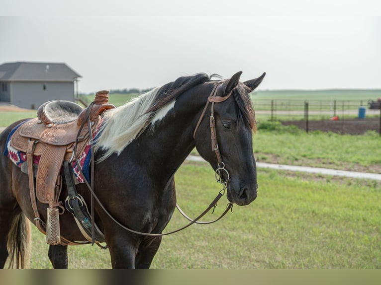 Friesian horses Gelding 6 years 16,1 hh Tobiano-all-colors in Bismark ND