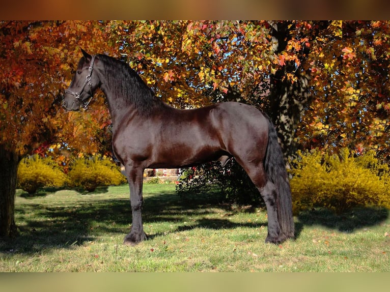Friesian horses Gelding 6 years 16,2 hh Black in Howell, MI