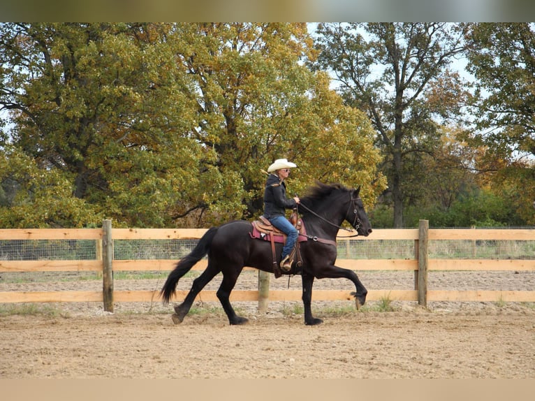 Friesian horses Gelding 6 years 16,2 hh Black in Howell, MI