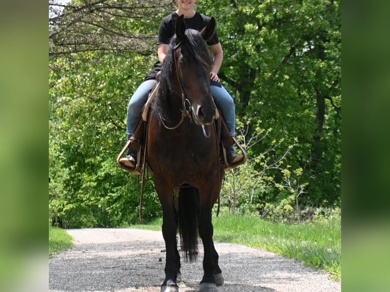 Friesian horses Gelding 6 years 16,2 hh Black in Fresno OH