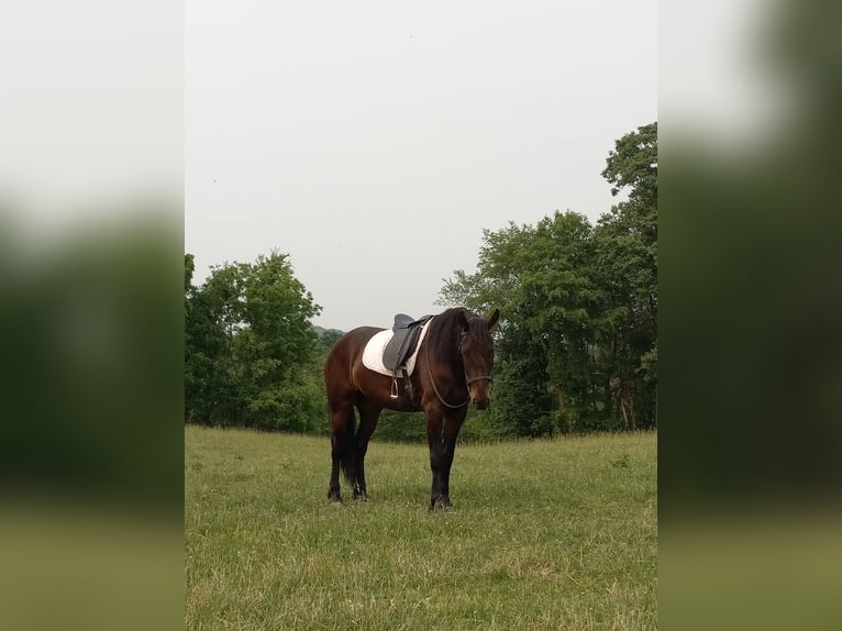 Friesian horses Gelding 6 years 16,2 hh Black in Fresno OH