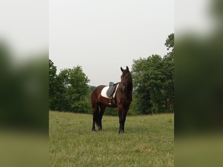 Friesian horses Gelding 6 years 16,2 hh Black in Fresno OH