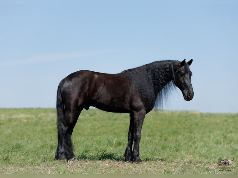 Friesian horses Mix Gelding 6 years 16.2 hh Black in Auburn