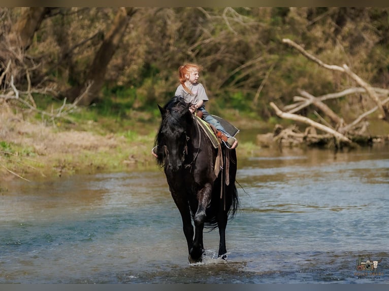 Friesian horses Mix Gelding 6 years 16.2 hh Black in Auburn