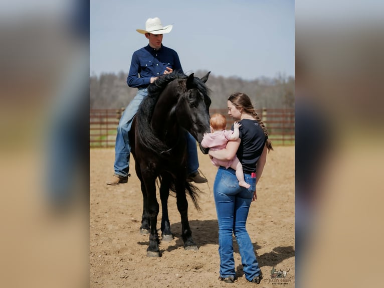 Friesian horses Mix Gelding 6 years 16.2 hh Black in Auburn