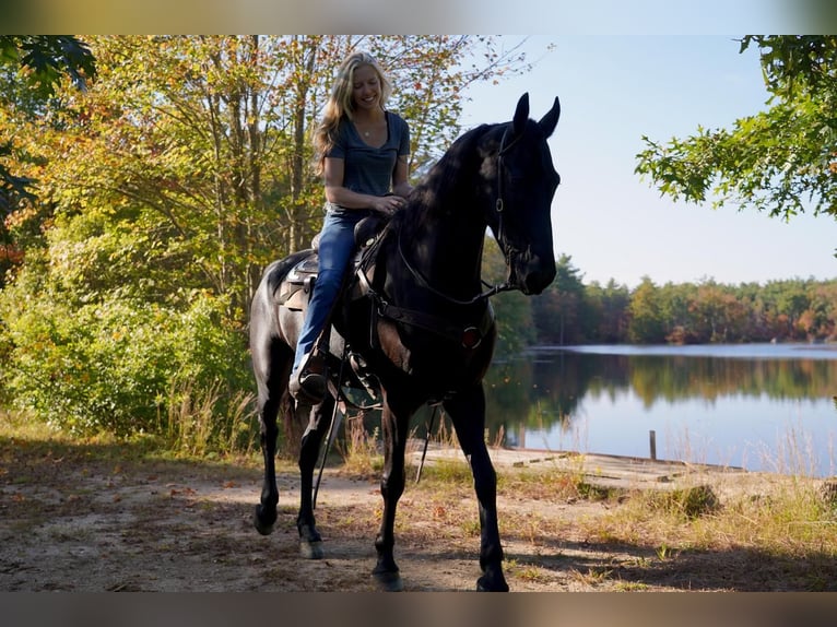 Friesian horses Gelding 6 years 16,2 hh Black in Middleboro