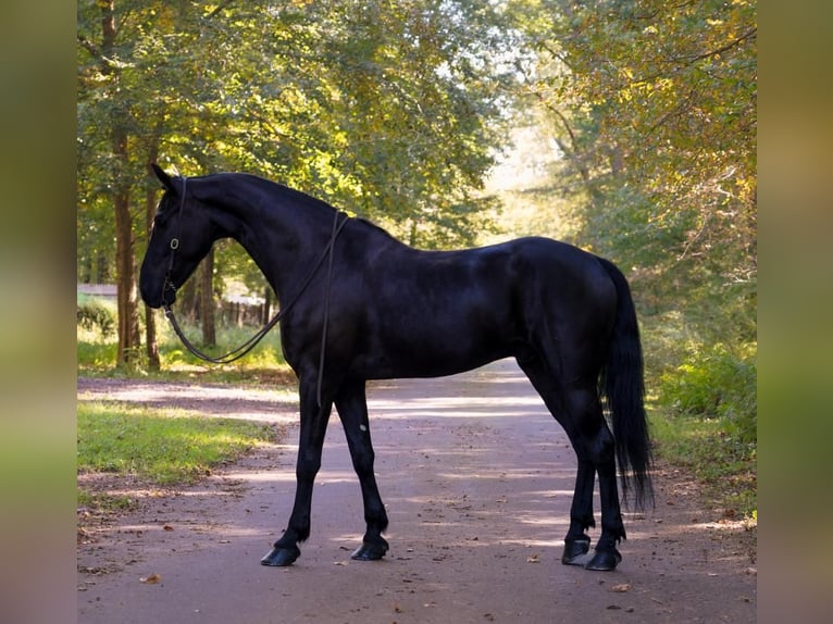 Friesian horses Gelding 6 years 16,2 hh Black in Middleboro