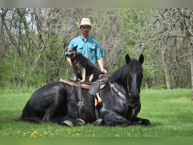 Friesian horses Gelding 6 years 16,2 hh Black in Sweet Springs MO