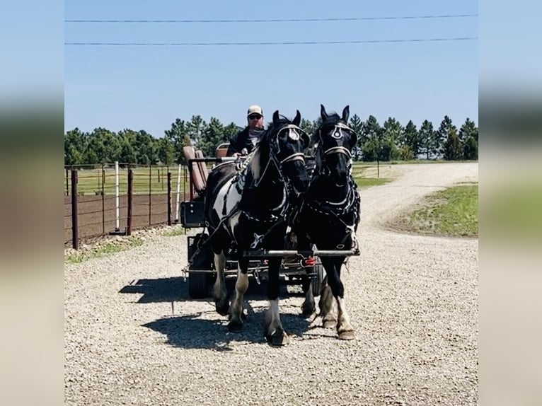 Friesian horses Gelding 6 years 16,2 hh Tobiano-all-colors in Bismark ND