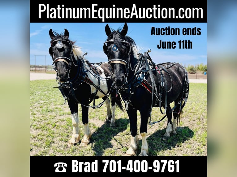 Friesian horses Gelding 6 years 16,2 hh Tobiano-all-colors in Bismark ND