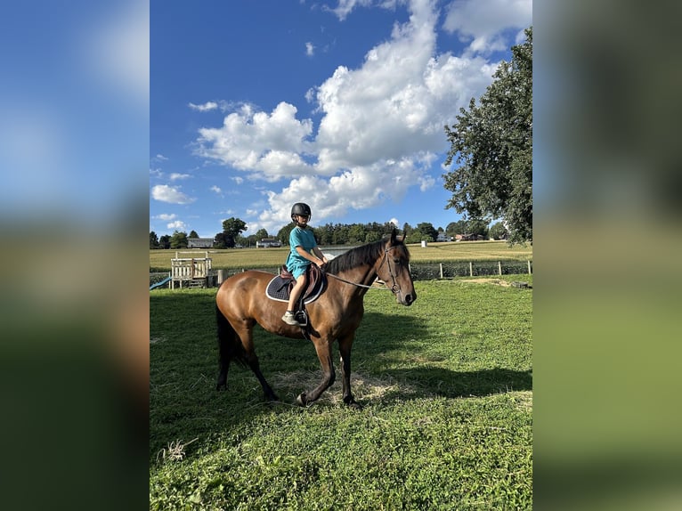 Friesian horses Gelding 6 years 16 hh Bay-Dark in New Holland